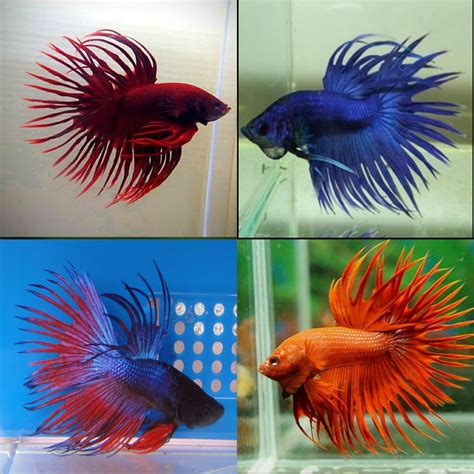 where to find betta fish|Betta Fish (Siamese Fighting Fish) .